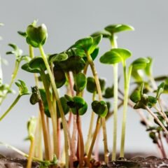 Three Differend types of Microgreens