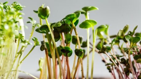 Three Differend types of Microgreens