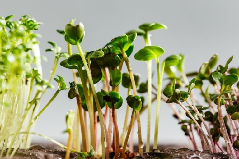 Three Differend types of Microgreens