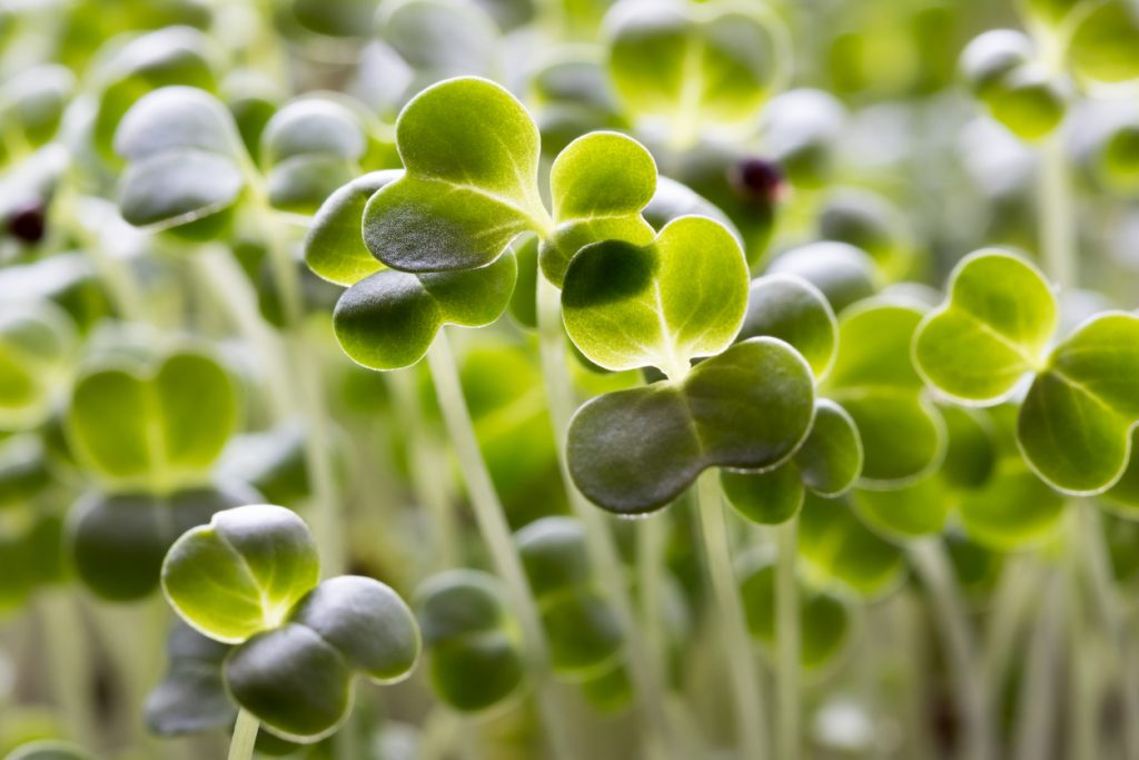 Close-up of fresh broccoli microgreen leaves.