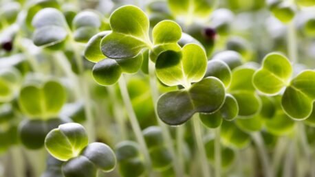 Tender Broccoli Microgreens