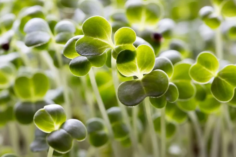 Close-up of fresh broccoli microgreen leaves.