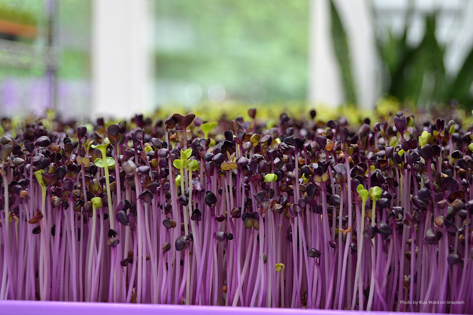 Red Cabbage Microgreens