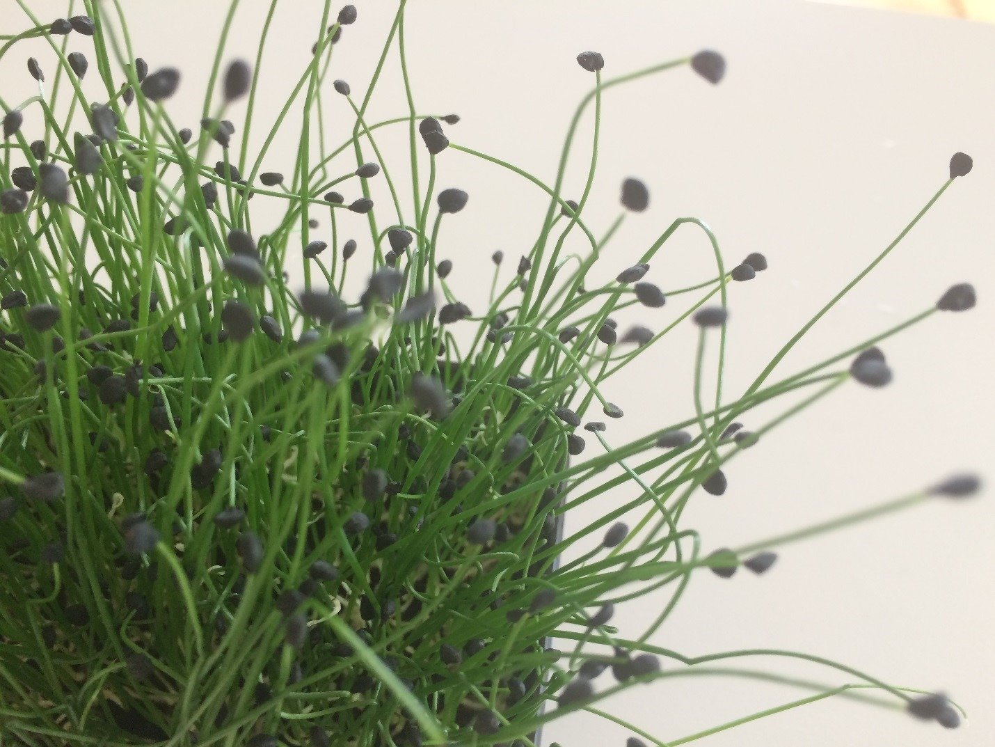 Garlic Chives Microgreens