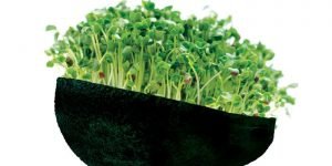 Microgreens Urban Farming Startups