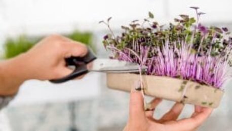 Organic Microgreens Grow Kit