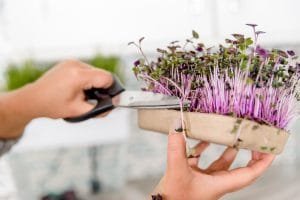 Organic Microgreens Grow Kit