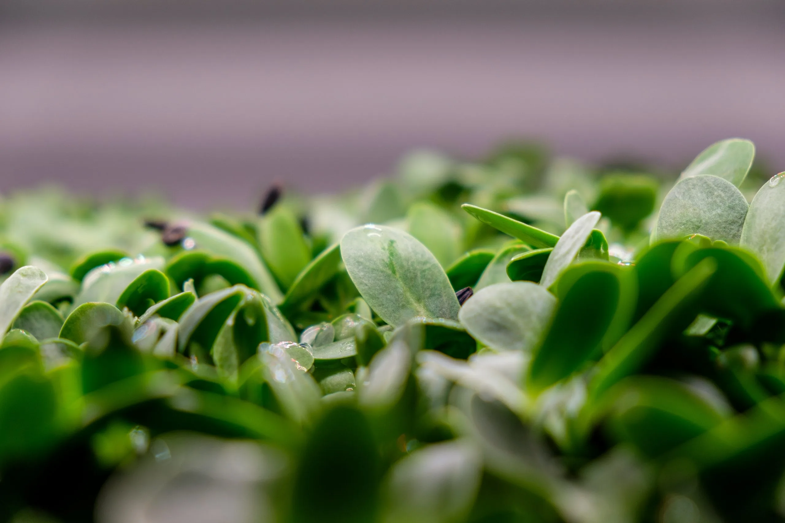 Healthy Microgreens Growing Microgreens at Home