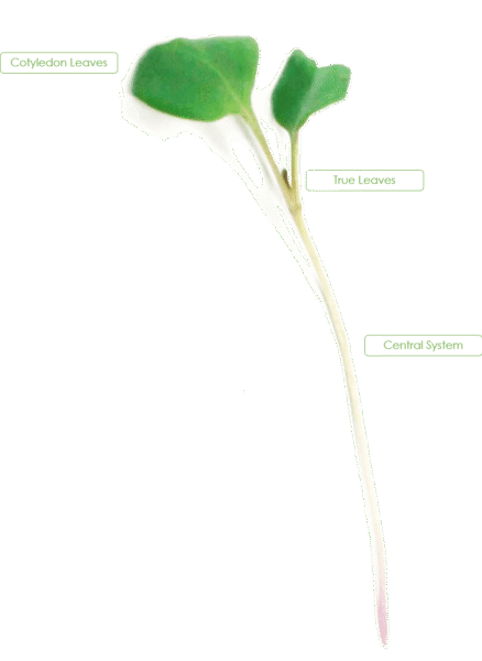 Microgreen Diagram Anatomy of the Microgreen
