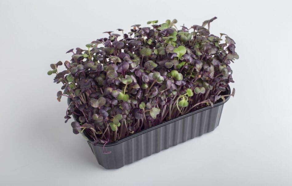 Containers & Soil