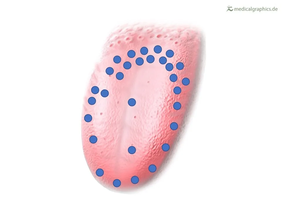 Bitter Taste Receptors Bitter Taste Receptors