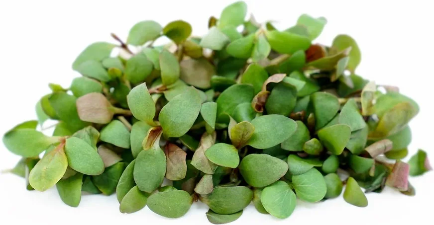 benitade microgreens benitade microgreens