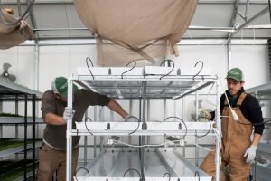 Emerald Gardens Micorgreens