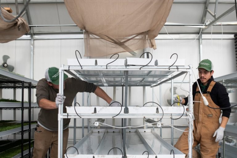 Emerald Gardens Micorgreens