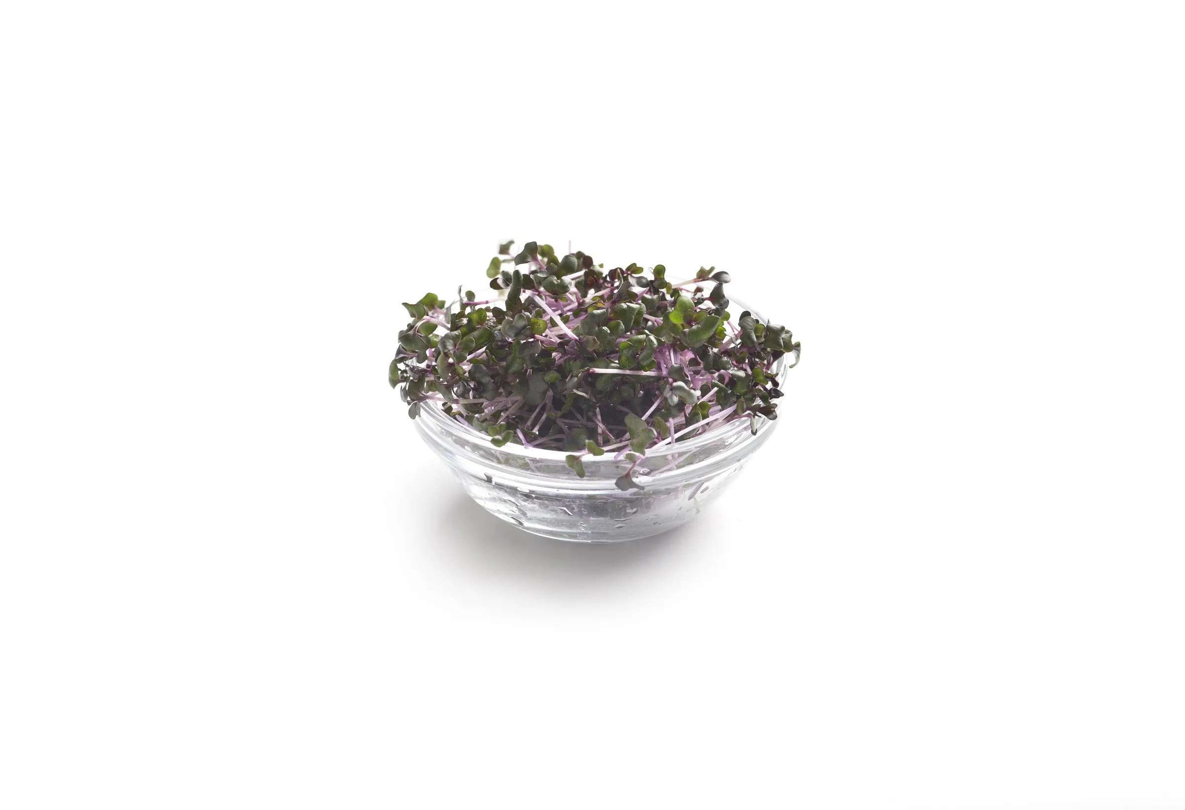 Purple Microgreen growths in a glass plate on white