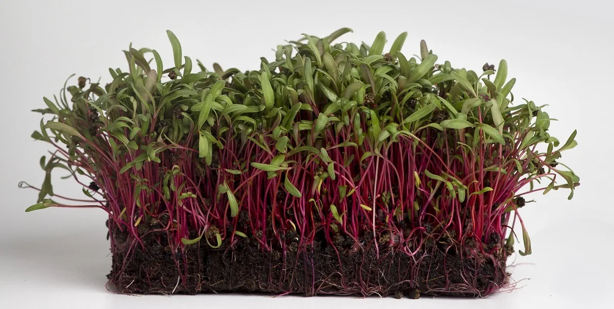 Red Beet Microgreens