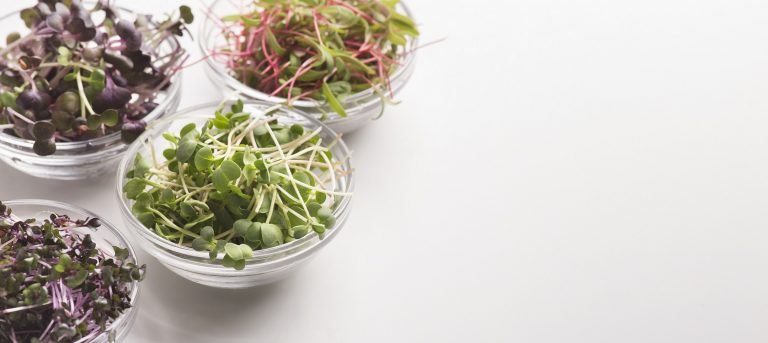 How long can you store microgreens?