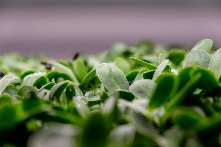 Sunflower microgreens close up, thick paired leaves crowded together with a few seed hulls still riding on the tips.