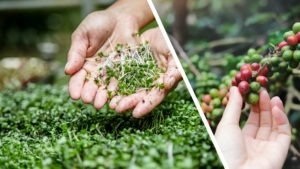 Arugula Microgreens and Blue Mountain Coffee Compared