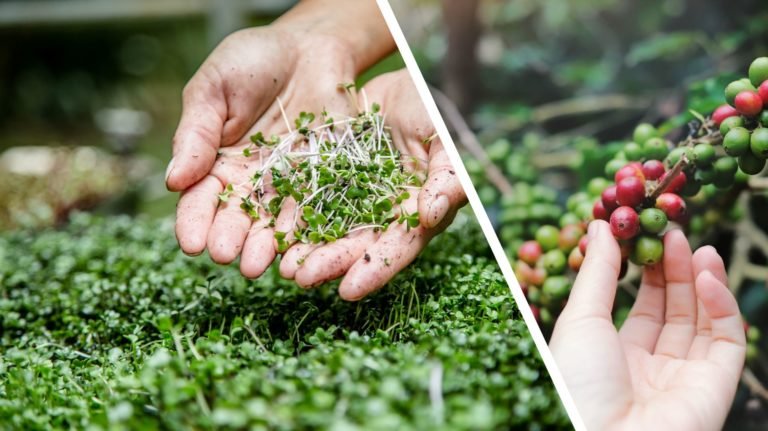 Arugula Microgreens and Blue Mountain Coffee Compared
