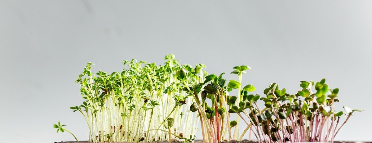 Different types of Microgreens Different types of Microgreens