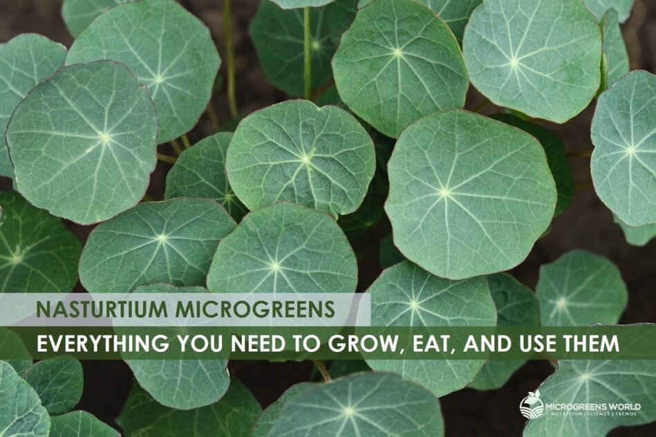 Nasturtium-Microgreens-Grow-Eat-Use