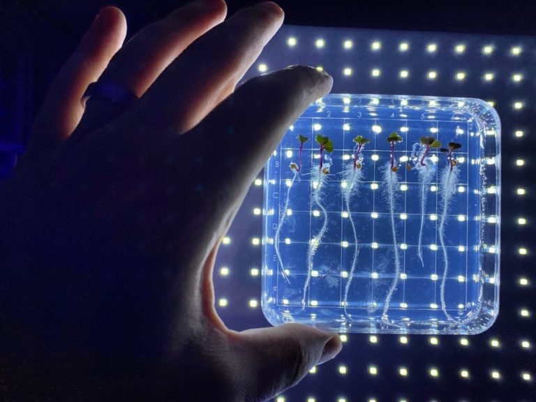 Microgreens On The International Space Station