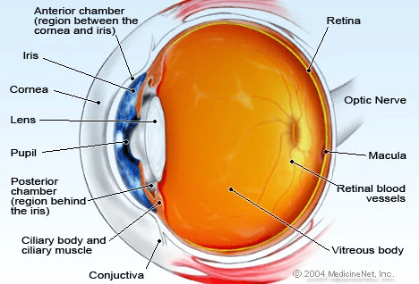 Eye Anatomy Chart
