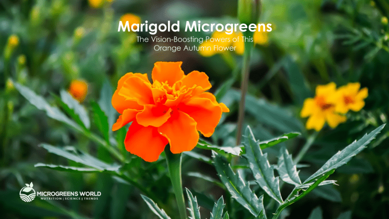 Marigold Microgreens: The Vision-Boosting Powers of This Orange Autumn Flower
