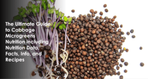 Cabbage Microgreens Nutrition