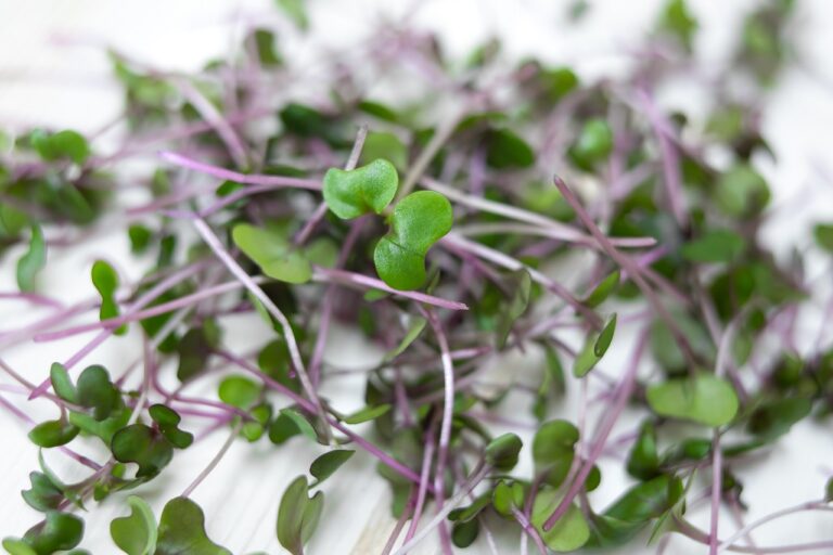 Cut red cabbage microgreens loose on a white painted board, pink and purple stems crossing under small notched green cotyledons, one seedling sharp in the middle.