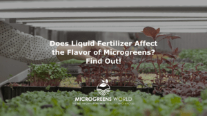 Does Liquid Fertilizer Affect the Flavor of Microgreens? Find Out!