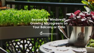 Can microgreens be grown outside