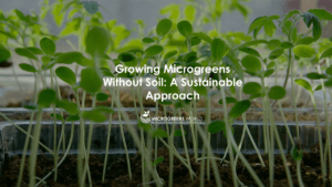 Growing Microgreens Without Soil: A Sustainable Approach