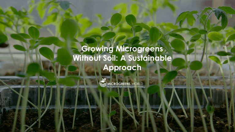 Growing Microgreens Without Soil: A Sustainable Approach