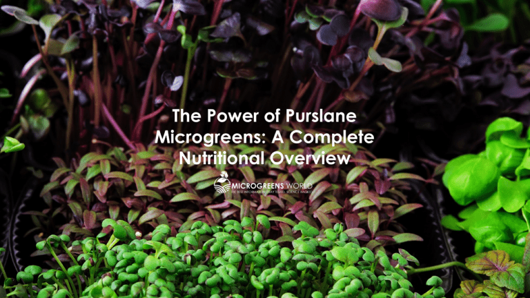 Purslane Microgreens Nutrition