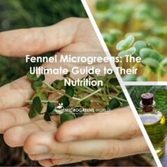 Fennel Microgreens Nutrition Guide