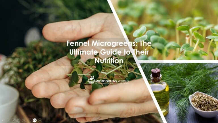 Fennel Microgreens Nutrition Guide