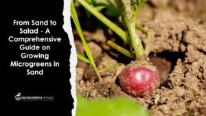 Growing Microgreens in Sand