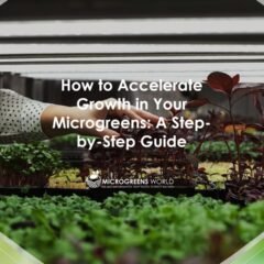 How to Accelerate Growth in Your Microgreens: A Step-by-Step Guide