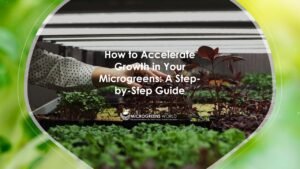 How to Accelerate Growth in Your Microgreens: A Step-by-Step Guide