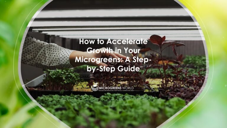 How to Accelerate Growth in Your Microgreens: A Step-by-Step Guide