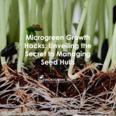Microgreen Growth Hacks - Unveiling the Secret to Managing Seed Hulls