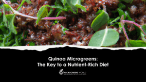 Quinoa Microgreens: The Key to a Nutrient-Rich Diet