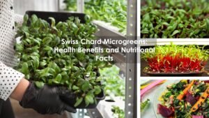 Swiss Chard Microgreens: Health Benefits and Nutritional Facts