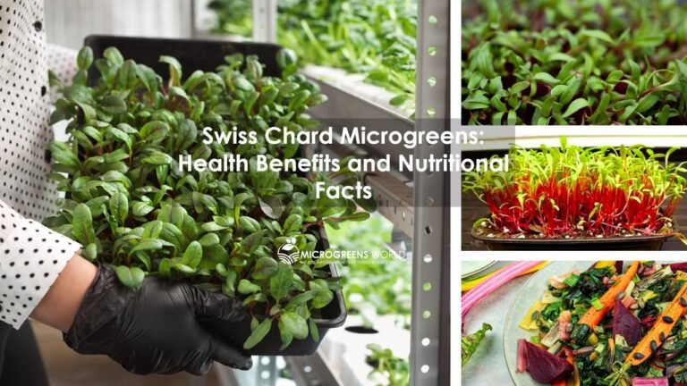Swiss Chard Microgreens: Health Benefits and Nutritional Facts
