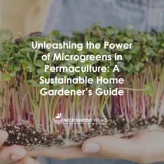 Unleashing the Power of Microgreens in Permaculture