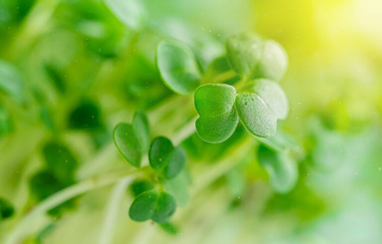 Arugula microgreens photographed close and lit from behind, one seedling sharp in the middle with its small lobed leaves, the stand behind it falling out of focus.