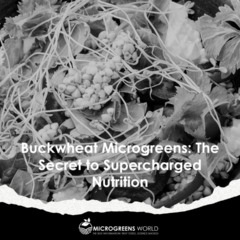 Buckwheat Microgreens Nutrition