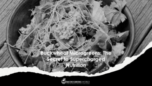 Buckwheat Microgreens Nutrition